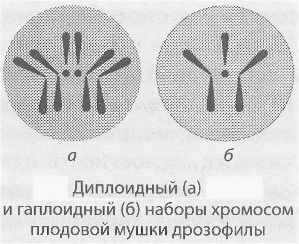 Гаплоидный набор однохроматидных хромосом. Кариотип диплоидный или гаплоидный. Гаплоидный и диплоидный набор хромосом. Диплоидный набор хромосом. Удвоение набора хромосом