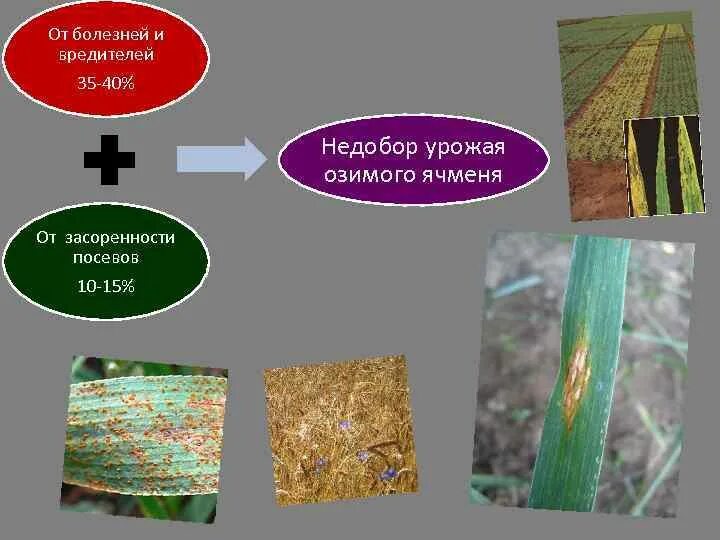 Недобор урожая. Определение засоренности ячменя. какие основные причины недобора урожая сельскохозяйственных культур. засоренность ткани репьем.