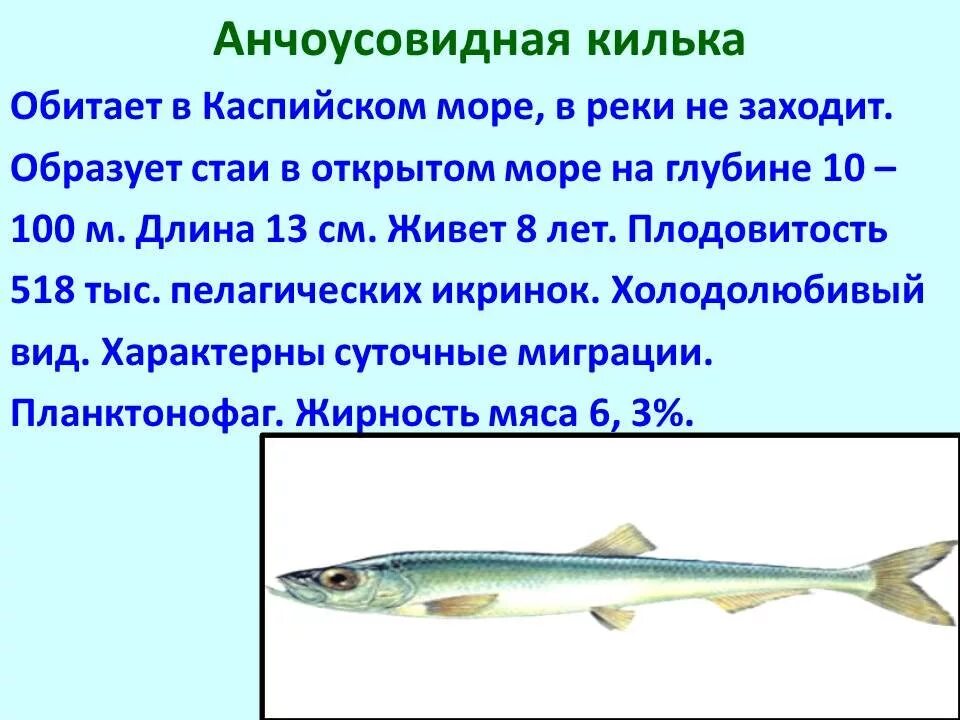 Промысловые рыбы 7 класс. Промысловые рыбы Каспийского моря. Промысловые рыбы презентация. Килька Каспийского моря. Рыба обитающая в Каспийском море.