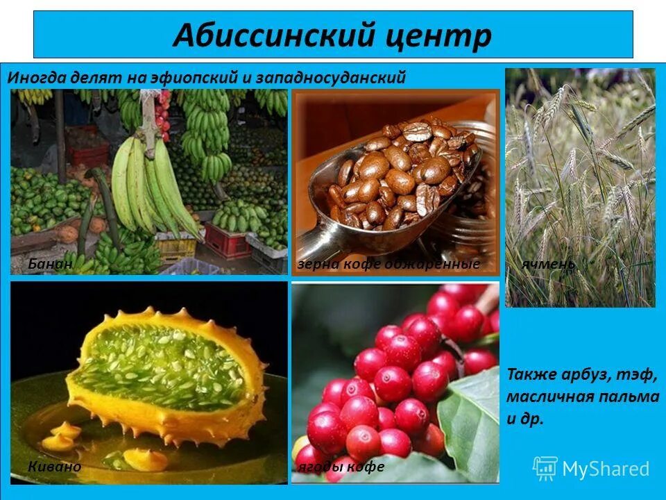 абиссинский центр происхождения растений. эфиопский центр происхождения культурных растений. абиссинский центр происхождения растений. абиссинский центр происхождения культурных растений растения. абиссинский центр происхождения культурных растений на карте.