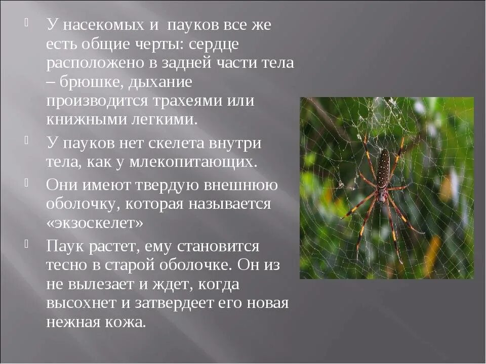 Рассказ о пауках. Проект на тему пауки. Сообщение о насекомом паук. Доклад про паука 3 класс. Про паукообразное