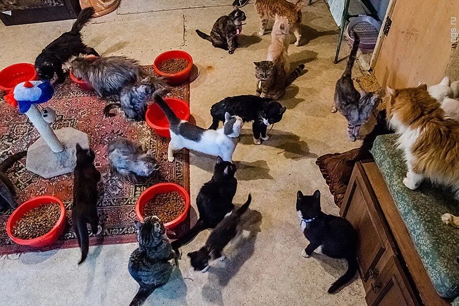 Маленькие домашние животные для квартиры. Домашние питомцы. Кошка и собака едят. Домашние животные. Дом животных.