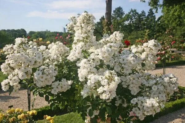 Роза Амур де Молен саженец - купить с доставкой по выгодным ценам в интернет-маг