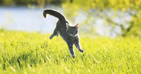 Action cat