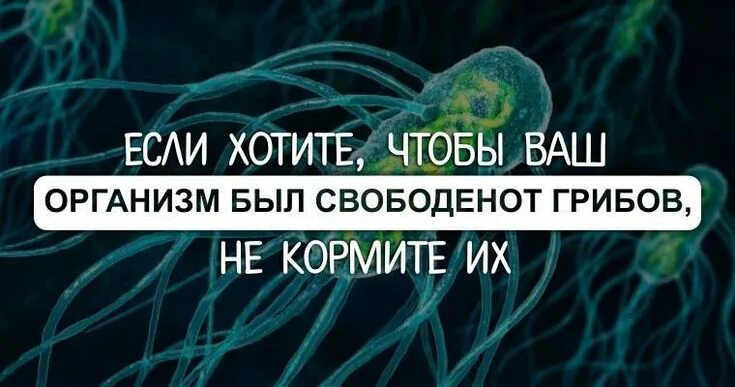 Паразиты и грибы в организме. Грибы паразиты в организме человека. Грибы в человеческом организме.