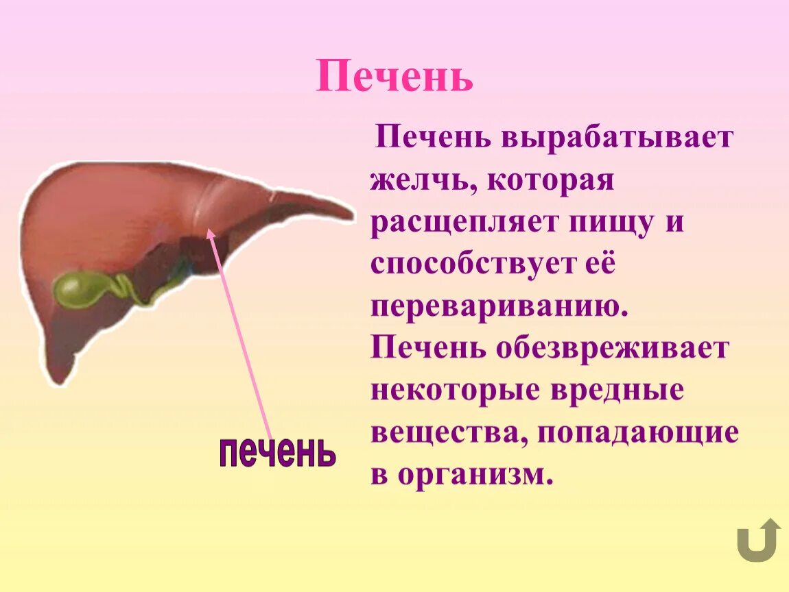 Печень выделяет сок. В каком органе вырабатывается желчь. Желчь вырабатываемая печенью.