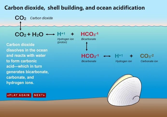 Use carbon dioxide. Ocean acidification. Ocean acidification Report. Ocean acidification фото. Ocean acidification and ‘the blob’.