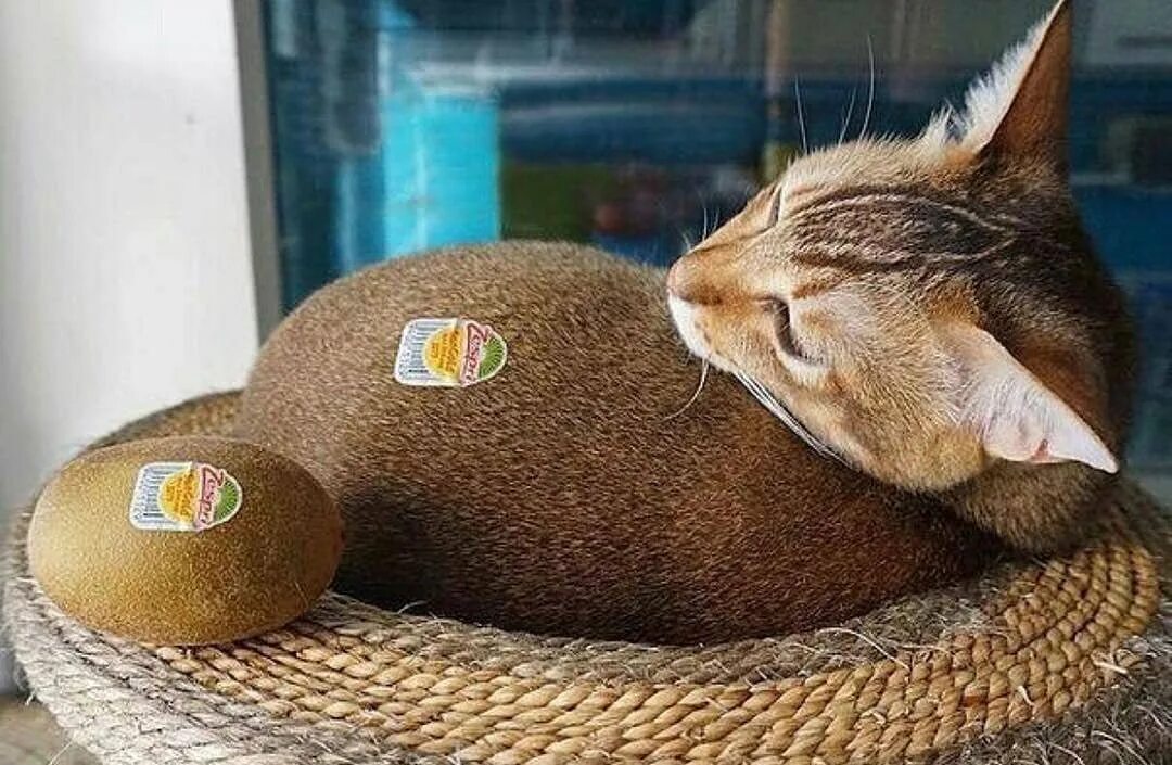 Немного кота