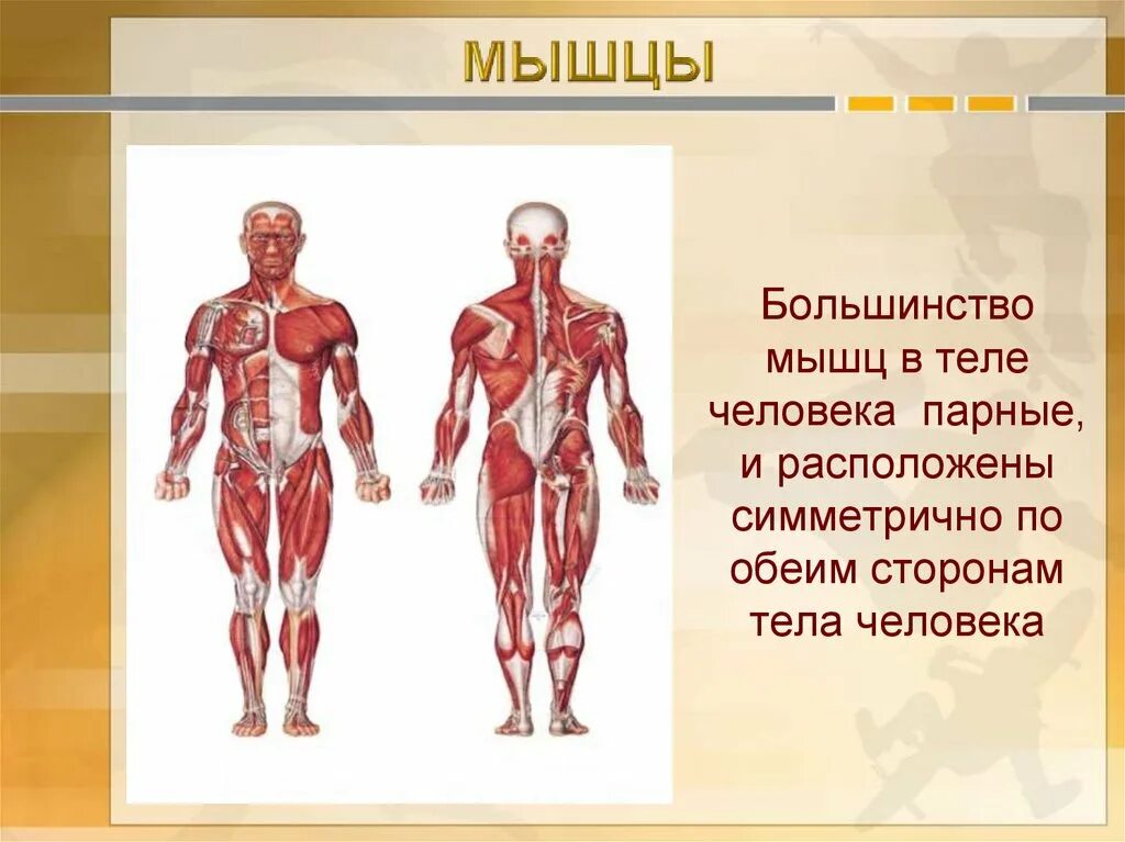 Основные мышцы для развития. Мышцы человека. Мускулатура человека. Мышцы всего тела. Мышечная система организма.