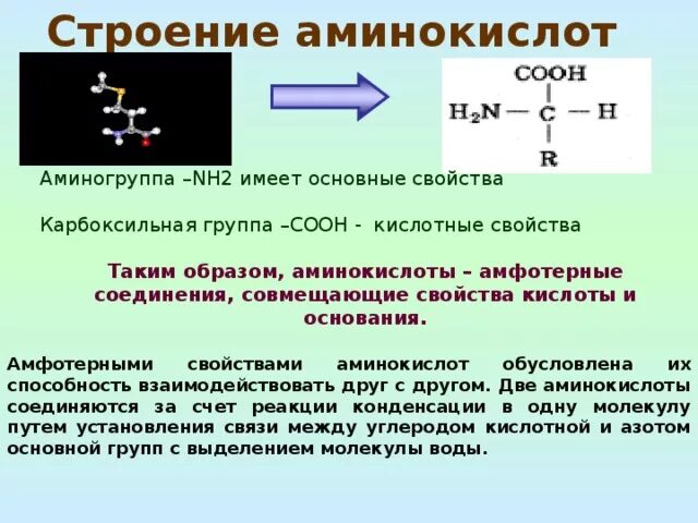 Группа соон является. Строение аминокислот. Строение аминокислоты схема. Общая структура аминокислот. Строение и свойства аминокислот.