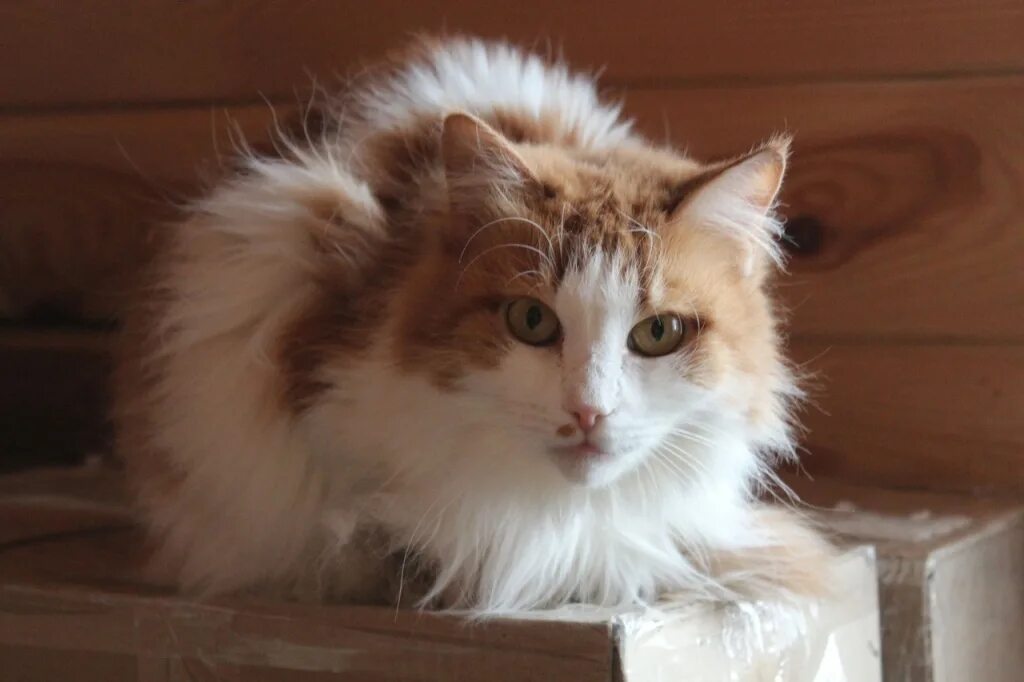 Как ее зовут кошку