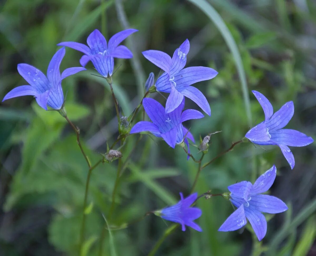 Колокольчик Болонский Campanula Bononiensis. Колокольчик доломитовый. Колокольчик клеар Скай. Колокольчик алтайский