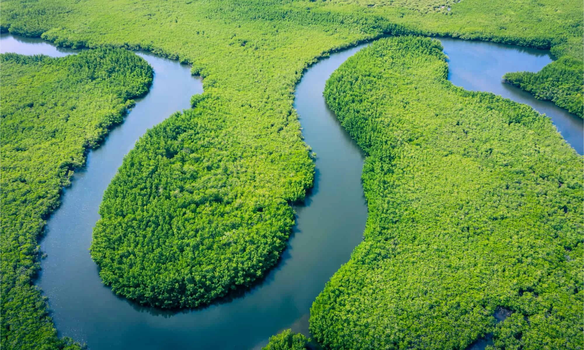 10 известных рек. Dinizia Excelsa дерево. Дождевые леса Амазонии. Бассейн амазонки. Деревья Амазонии.