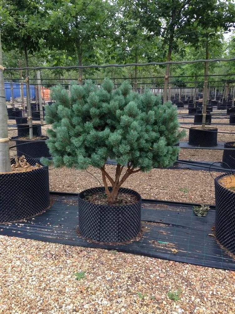 Pinus Sylvestris Watereri. Сосна обыкновенная Watereri. Сосна Горная Ватерери. Сосна Ватерери бонсай. Сосна ватерери купить