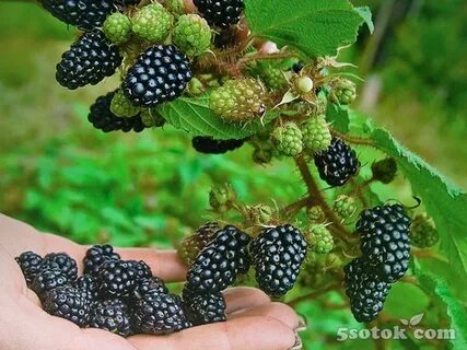 Сорта ежевики без шипов для средней полосы