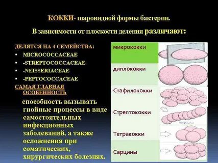 Кокковые бактерии