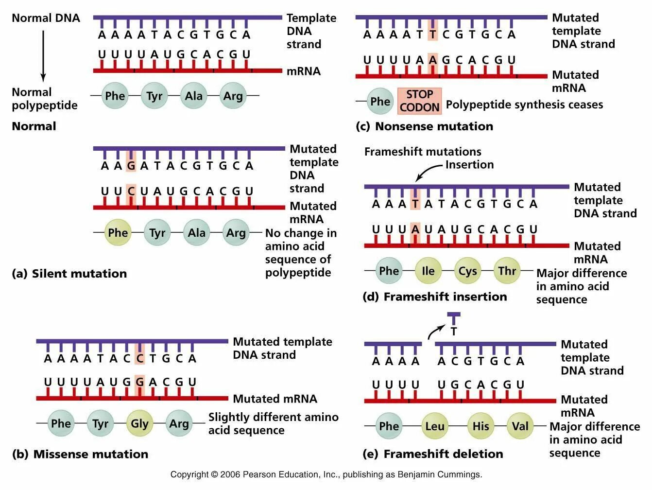 Global mutation. Types of Gene Mutations.. Мутация ДНК. Миссенс мутация. Генные мутации миссенс нонсенс нейтральные.