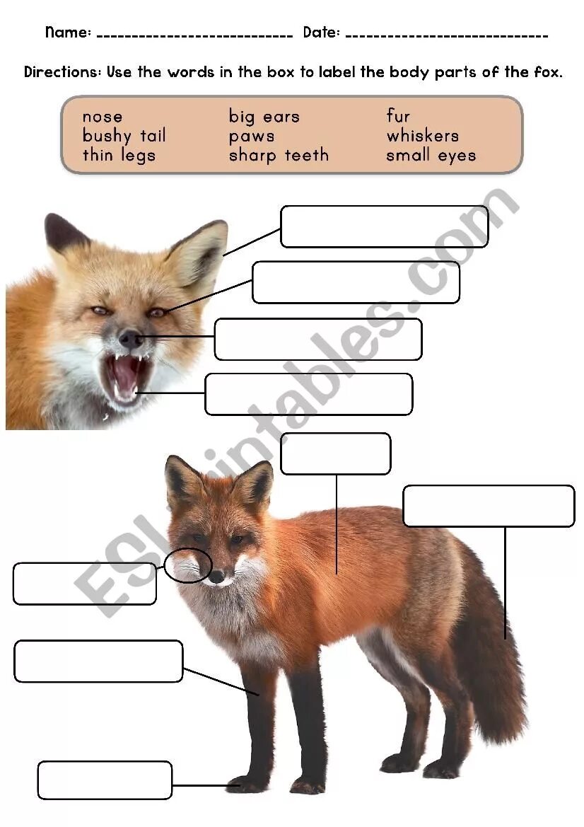 Карточка по английскому лиса. Карточка лиса на английском. Fox карточка. Слова на английском лиса. Карточка лиса.