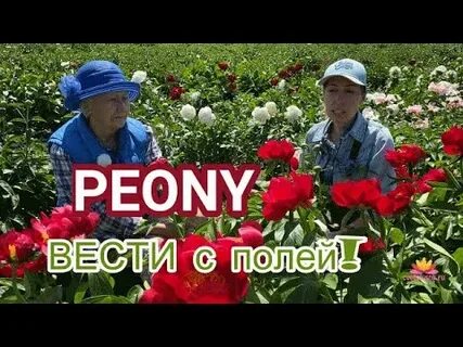 Не смотря на цветы