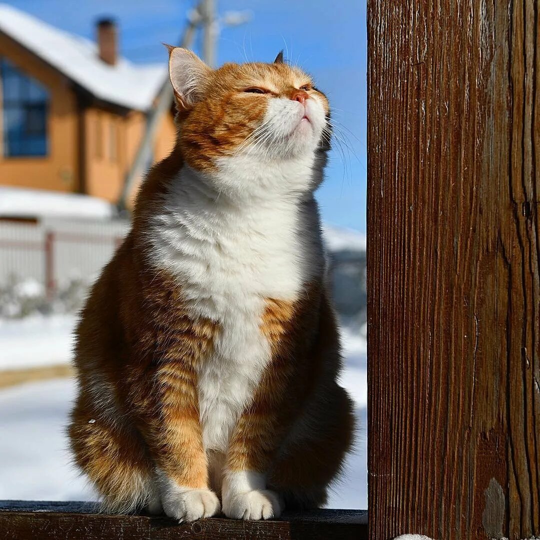 Кот ждет весну. Мартовский кот. Коты весной. Кот в ожидании весны.