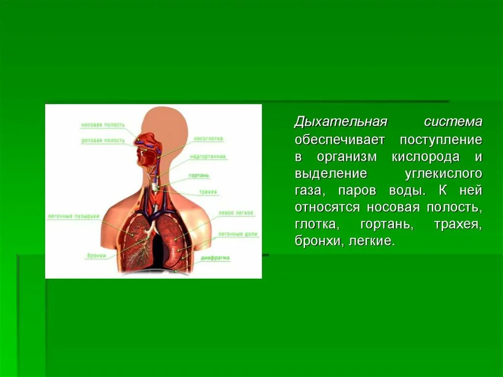 Дыхательная система обеспечивает поступление в организм. Органы дыхания обеспечивают. Дыхательная система обеспечивает организм человека кислородом. Поступление кислорода в организм. Факты систем органов человека