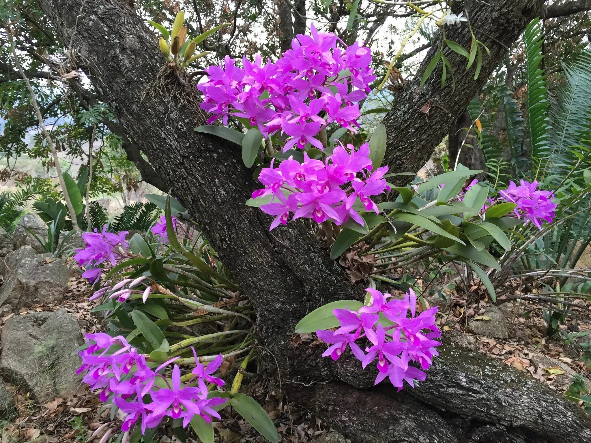 Как растут орхидеи в дикой. Каттлея в дикой природе. Cattleya skinneri. Орхидея фаленопсис в дикой природе. Орхидея эпифит.