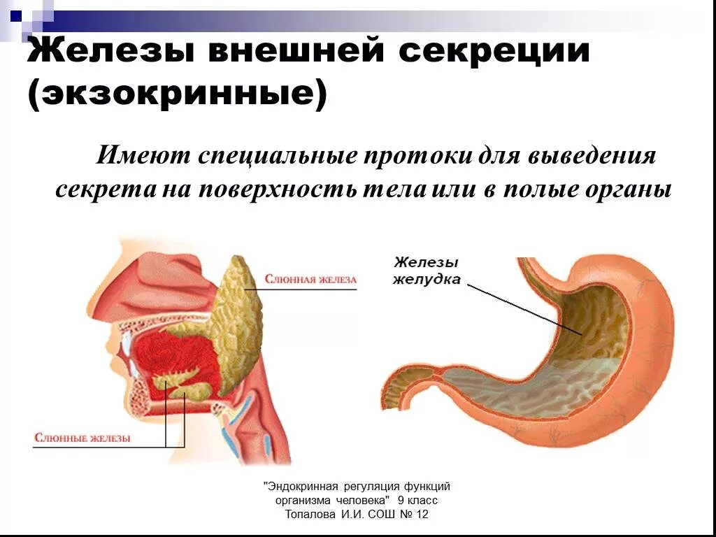 Желудок железа внешней секреции. Железы внутренней секреции железы желудка. Железы внешней секреции анатомия. Железы внутренней секреции экзокринных. Печень внутренняя железа