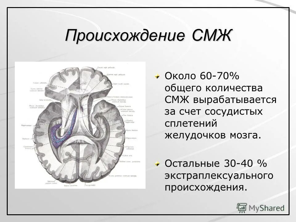 Спинной и головной мозг тест 8 класс