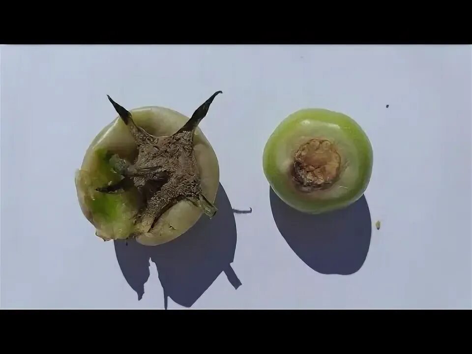 Фомоз бурая гниль томаты. Ботритис на томатах. Помидоры гниют на кусту у плодоножки почему. Вершинная гниль плодов томата. Альтернариоз на помидорах.