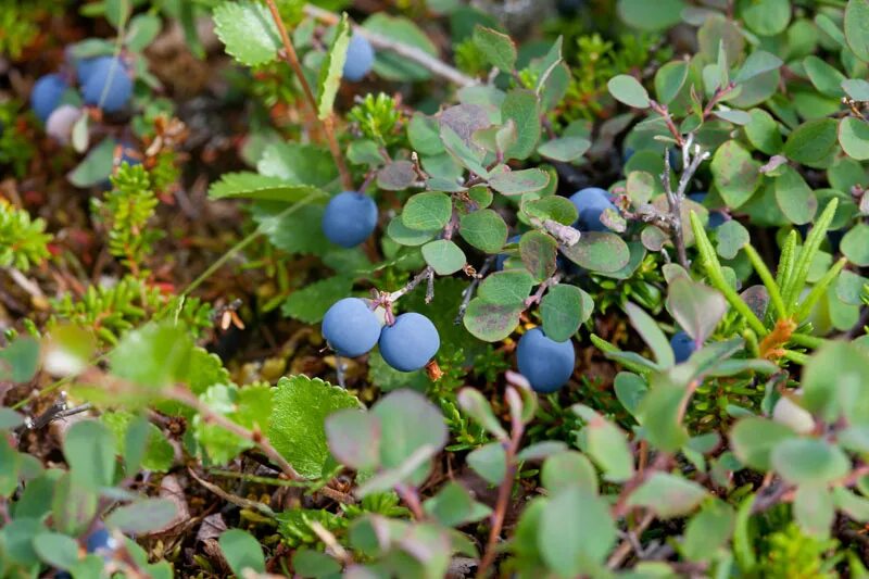 а в лесу голубика на болоте глухарь