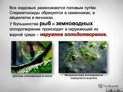 Оплодотворение костных
