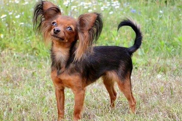 Русский той терьер длинношерстный стрижка. Той терьер. Стрижка той терьера длинношерстного. Русский той терьер длинношерстный. Той терьер.