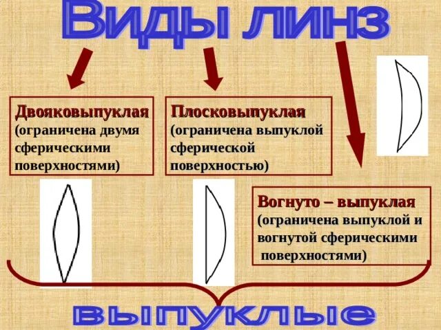 Имеет форму двояковыпуклых линз. Имеет форму двояковыпуклых линз