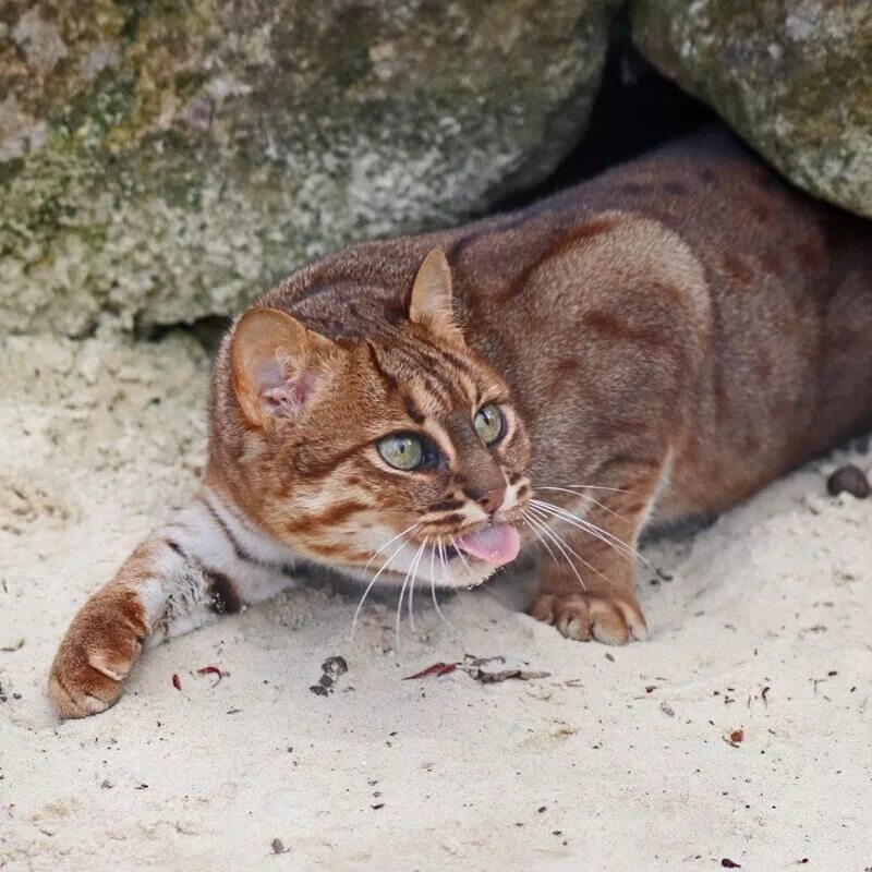 Порода маленьких кошек. Самая мелкая кошка. Prionailurus rubiginosus. Черноногая кошка котята. Сингапурская кошка.