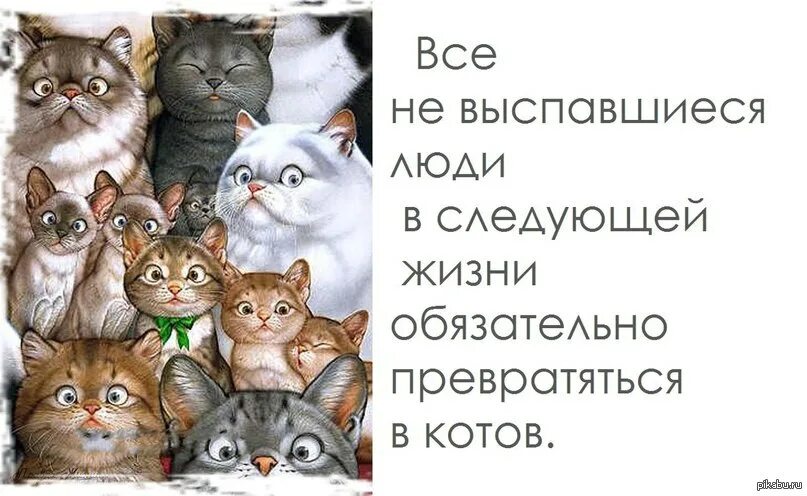 Кем станешь в следующей жизни. С добрым утром невыспавшиеся люди. В следующей жизни кот. Прикольный кот высыпайся. Кот отсыпается.