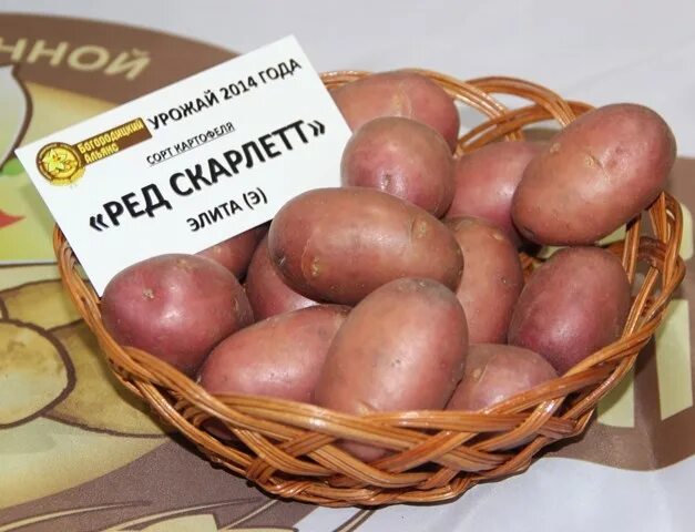 Где купить семенную. Богородицкий Альянс семенной картофель. Магазин семенного картофеля. Сертифицированный семенной картофель. Объявление о продаже семенного картофеля.
