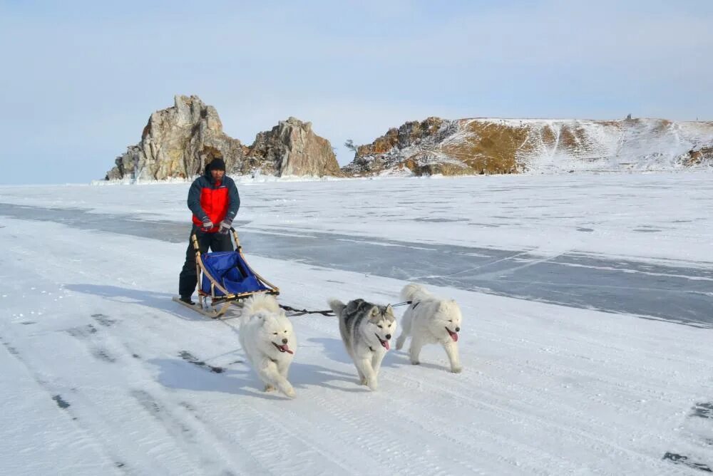собачьи упряжки хаски. собачьи упряжки хаски. прогулка с собакой зимой. собачьи упряжки хаски. сибирский хаски ездовая собака.
