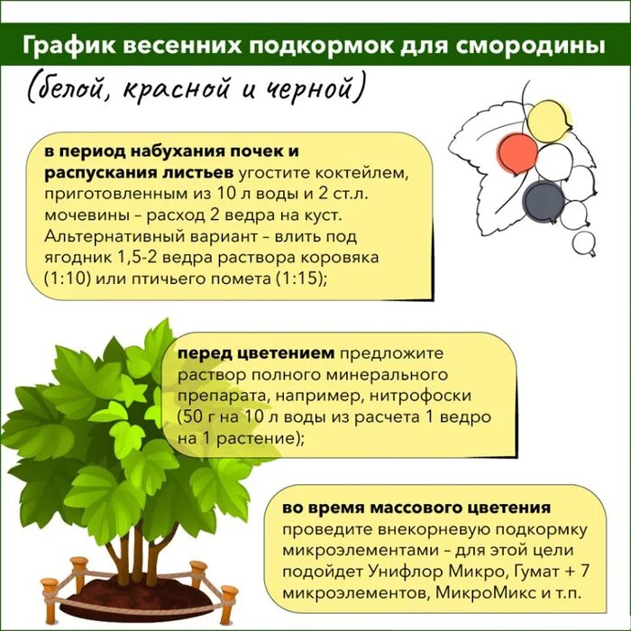 Смородина подкормка весной после зимы. Смородина удобрения схема. Схема подкормки чёрной смородины. Внекорневые подкормки деревьев и кустарников. Удобрения для растений.