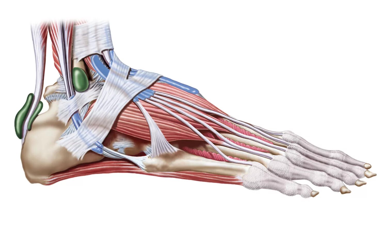 Связочный аппарат стопы. Тендовагинит сухожилий сгибателей стопы. Удерживатель сухожилий разгибателей. Удерживатель сгибателей стопы. Retinaculum extensorum голеностопного сустава.