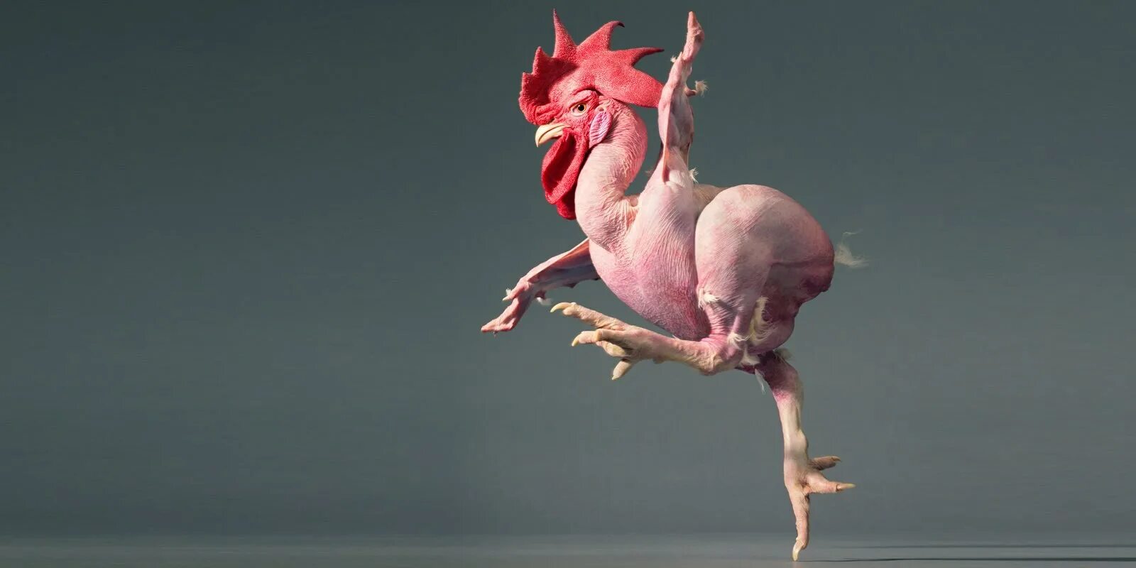 Человек животное без перьев