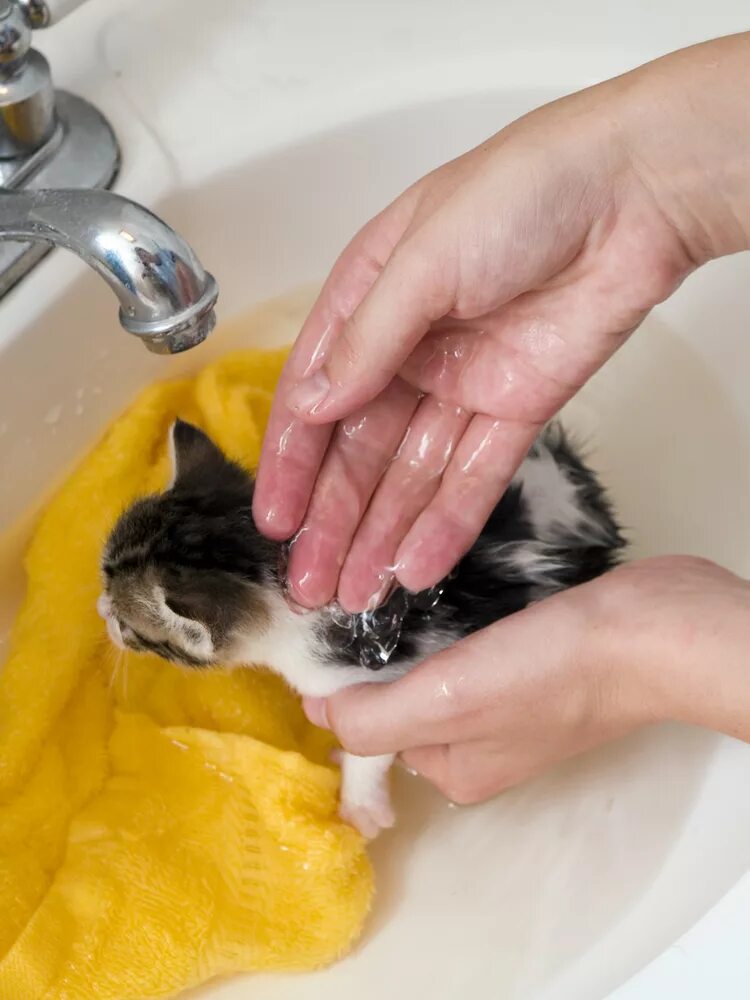 Можно мыть кошек мылом. Мытье кошки. Помытая кошка. Помытый котенок. Кошка моется.