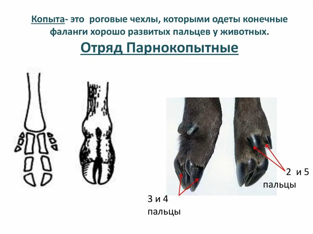 Сколько парнокопытных