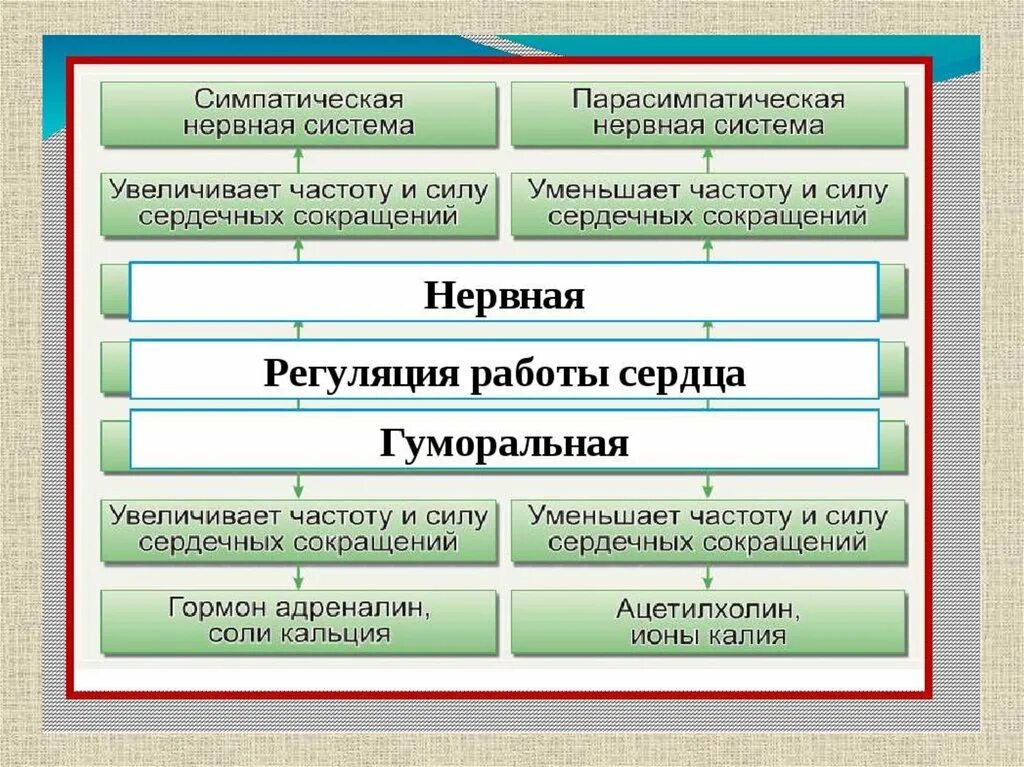 Гуморальная регуляция работы сердца осуществляется. Нервная и гуморальная регуляция деятельности сердца. Регуляция работы сердца. Нервная и гуморальная регуляция работы сердца. Нервная и гуморальная регляции работы сердца.