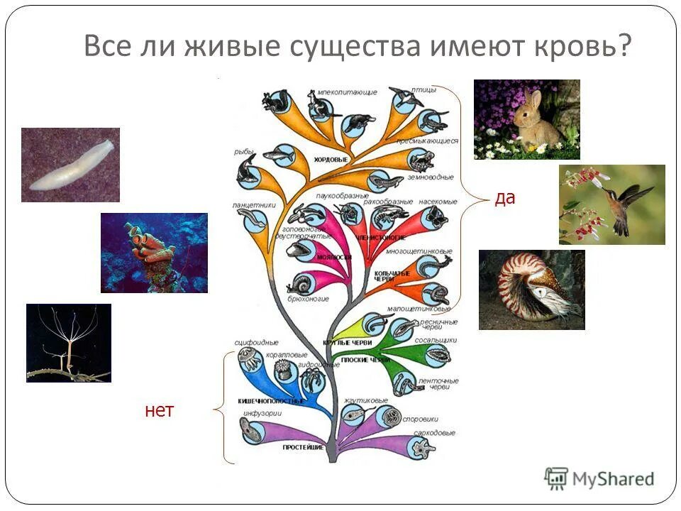 Классификация живых организмов. Схема живые существа. Живое существо это в биологии. Классификация живых организмов схема.