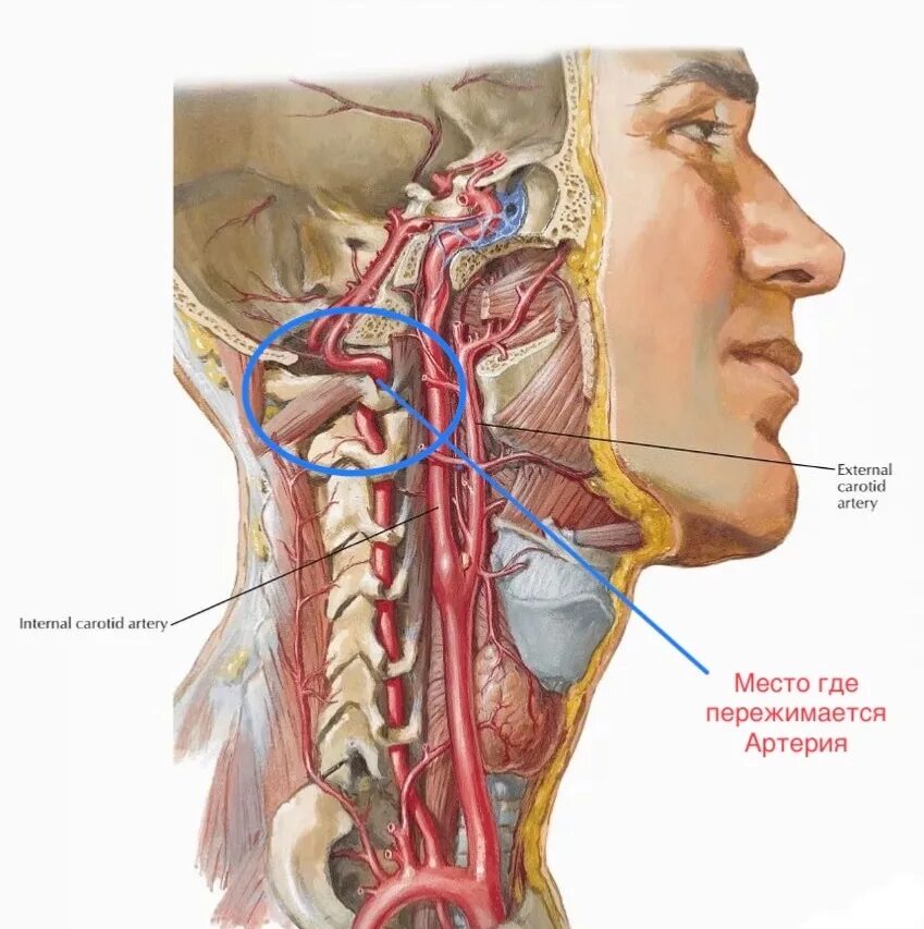 Голова головной мозг шея. Анатомия сонных артерий шеи. Сонная артерия атлас анатомия. Симпатическое сплетение позвоночной артерии.