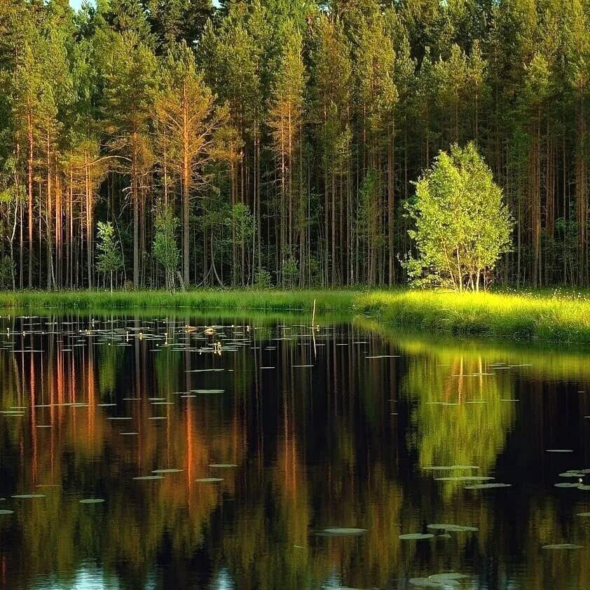 Художник а воля. Ой лесная тишь да широкие поля. Туманное утро. Луг с цветами рассвет. Ой лесная тишь да широкие поля.