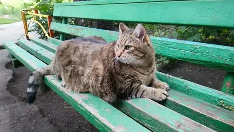 Кот степа