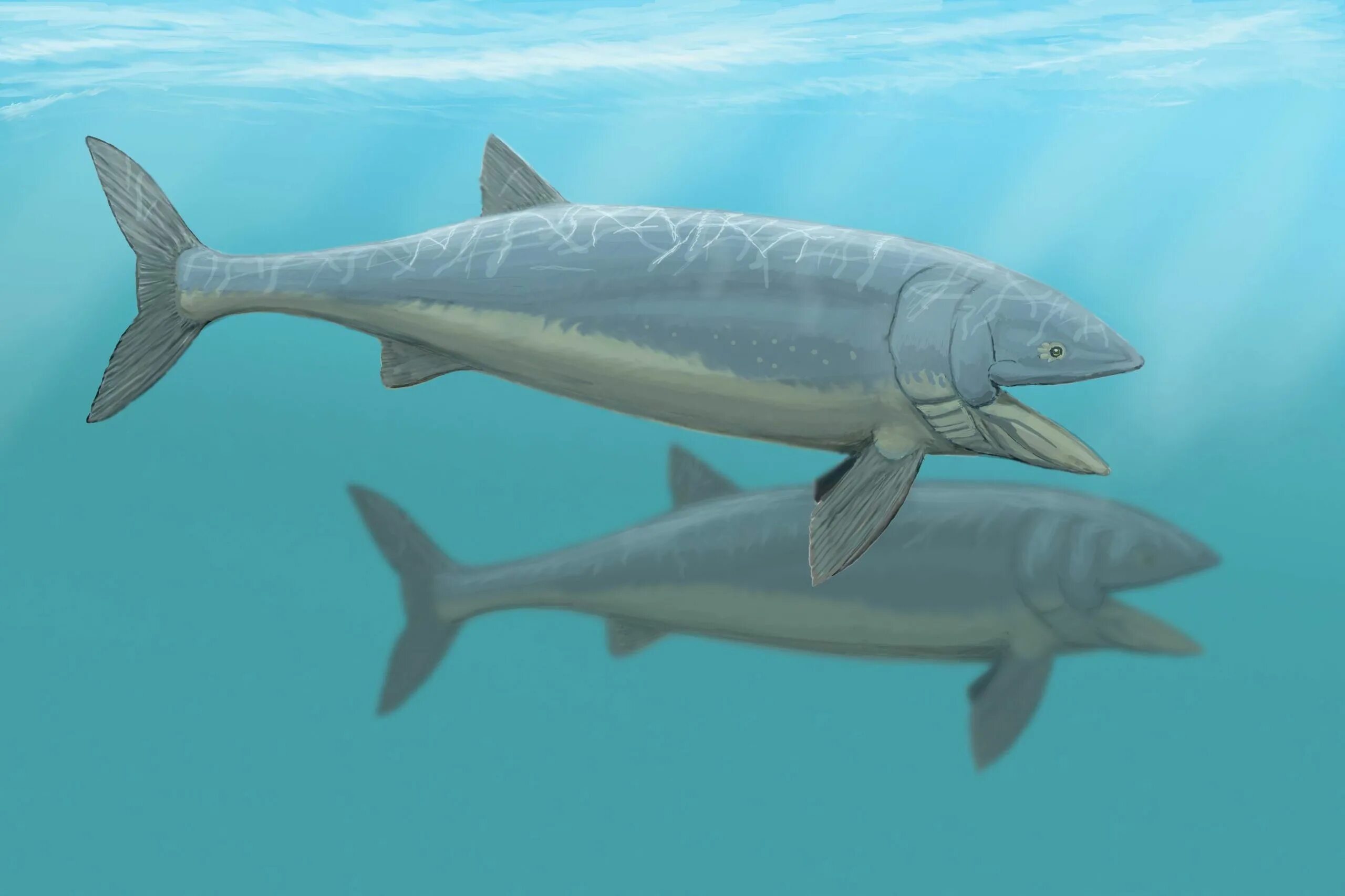 Костные рыбы. Entelognathus primordialis. Guiyu oneiros. Guiyu oneiros. Целакант рыба.