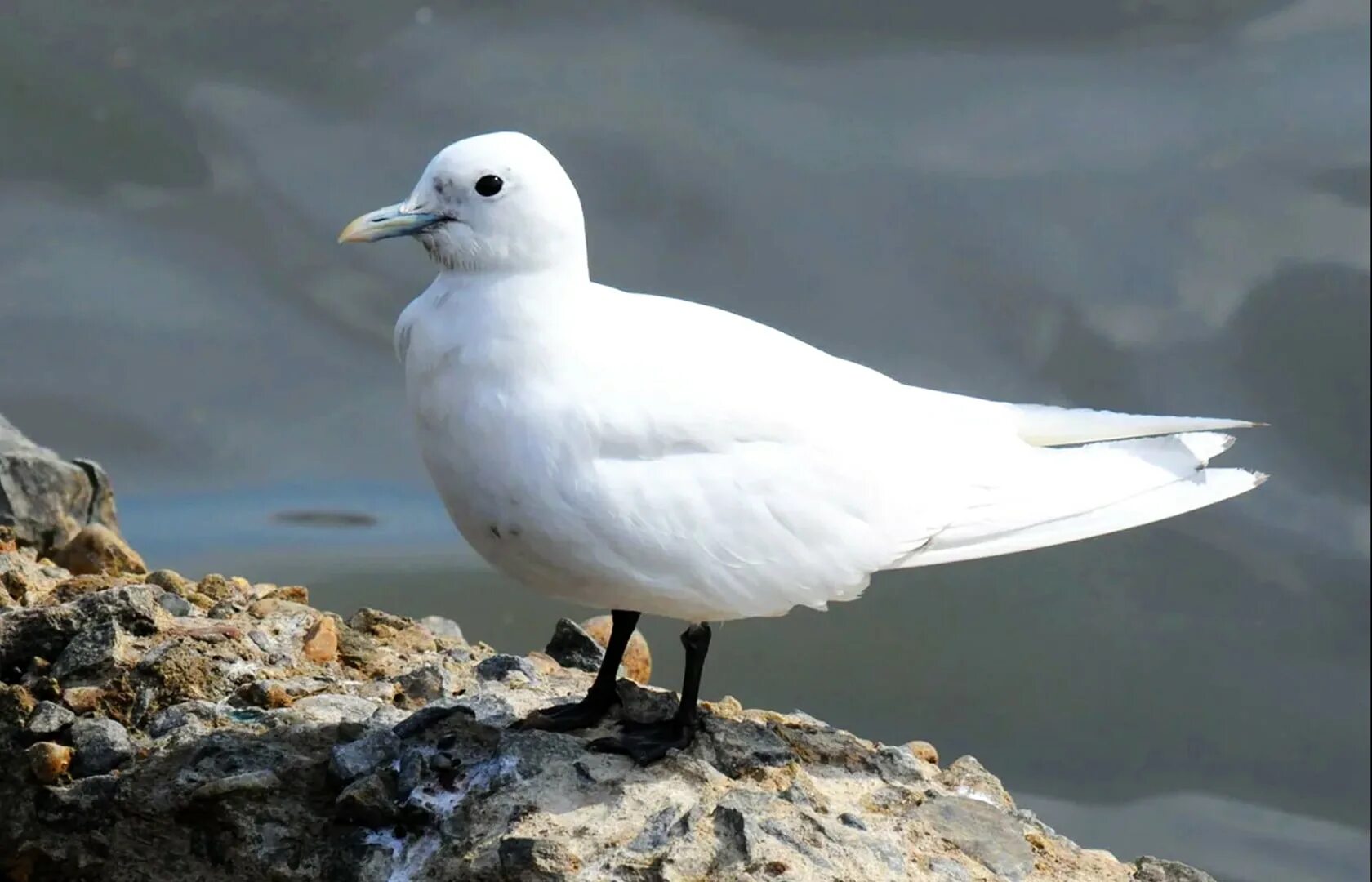 Seagull grey. Белая птица в тбилиси. Белая чайка (pagophila eburnea). Чайки. Обои на рабочий стол чайки.
