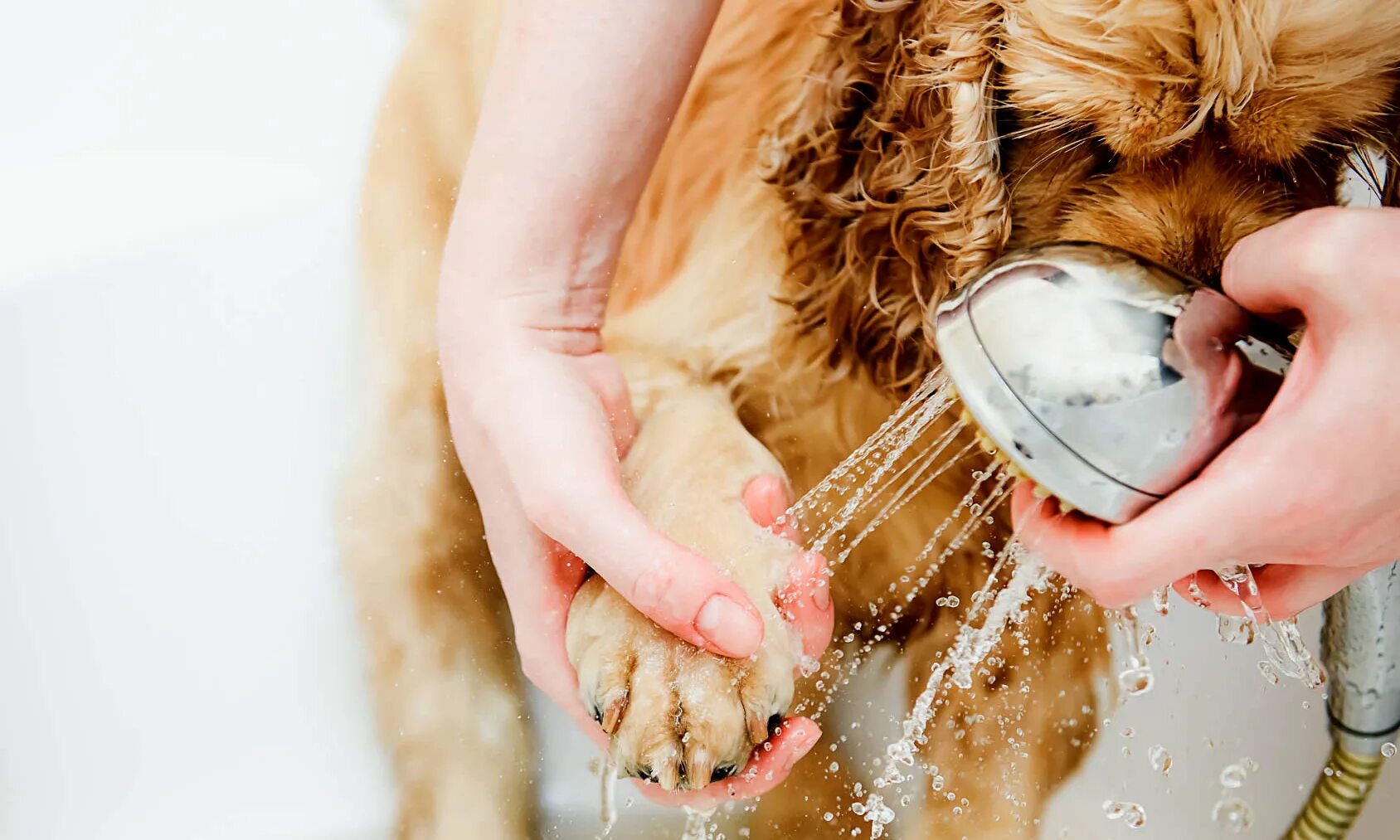 Миска для собак. Собака моется. Собаку моют. Мытье кошки. Кормить мыть.